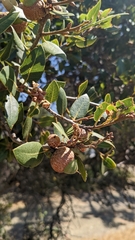 Quercus parvula