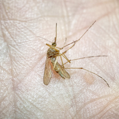 Aedes canadensis