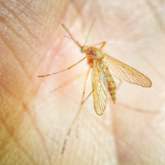 Aedes canadensis