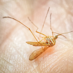 Aedes canadensis