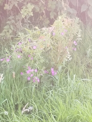 Epilobium hirsutum
