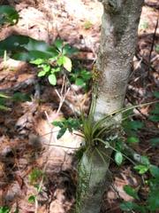 Tillandsia simulata