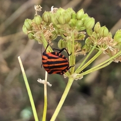 Graphosoma italicum italicum