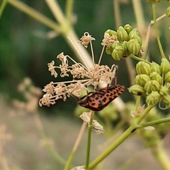 Graphosoma italicum italicum