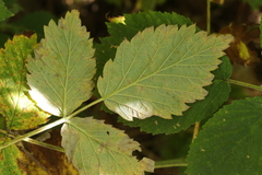 Phragmidium rubi-idaei