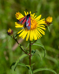 Zygaena minos
