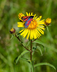 Zygaena minos