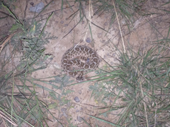 Sistrurus tergeminus