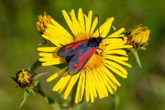 Zygaena minos