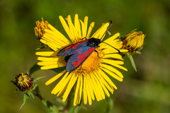 Zygaena minos