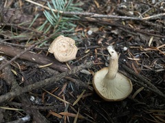 Clitocybe albirhiza