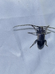 Exocentrus punctipennis