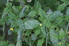 Podosphaera balsaminae