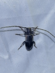 Exocentrus punctipennis