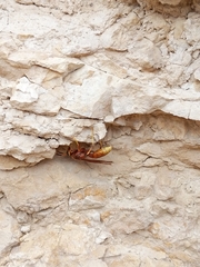 Polistes kaibabensis