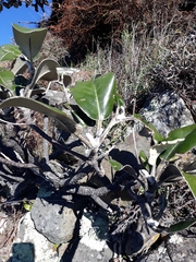Pachystegia insignis