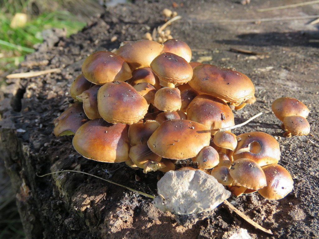 Hypholoma fasciculare · July 2018 · photo: © nicoolejnik (iNaturalist, cc-by)