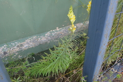Linaria vulgaris