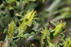 Ericameria discoidea