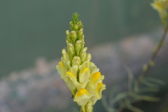 Linaria vulgaris