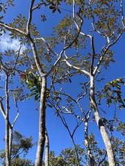 Didymopanax macrocarpus