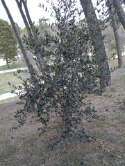 Olea europaea