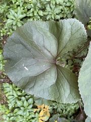 Petasites japonicus