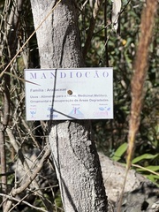 Didymopanax macrocarpus
