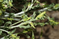 Ericameria discoidea