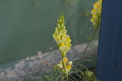 Linaria vulgaris