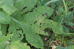 Puccinia laschii