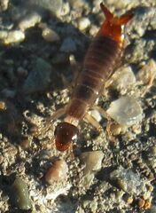Euborellia annulipes