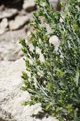 Ericameria discoidea