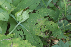 Puccinia laschii