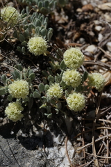 Eriogonum kingii