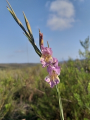 Gladiolus mutabilis