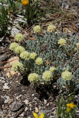 Eriogonum kingii