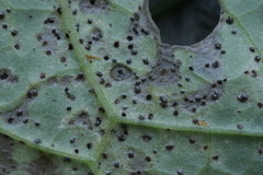 Puccinia laschii