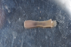 Priapulus caudatus