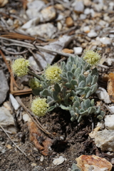 Eriogonum kingii
