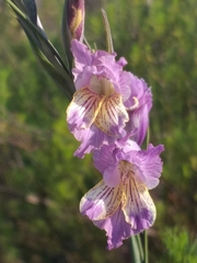 Gladiolus mutabilis