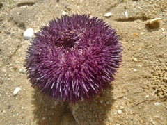 Sphaerechinus granularis