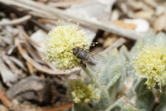 Eriogonum kingii