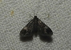 Elophila tinealis