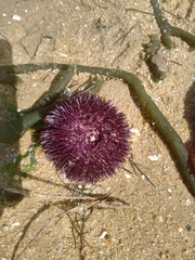 Sphaerechinus granularis