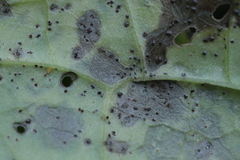 Puccinia laschii