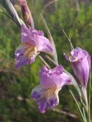 Gladiolus mutabilis
