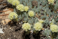 Eriogonum kingii