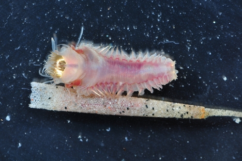 trumpet worm, Приморский, Респ. Карелия, Россия, 186672, photo 6 of 10
