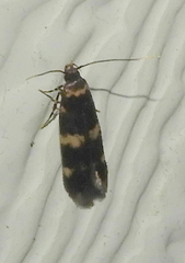 Oegoconia novimundi